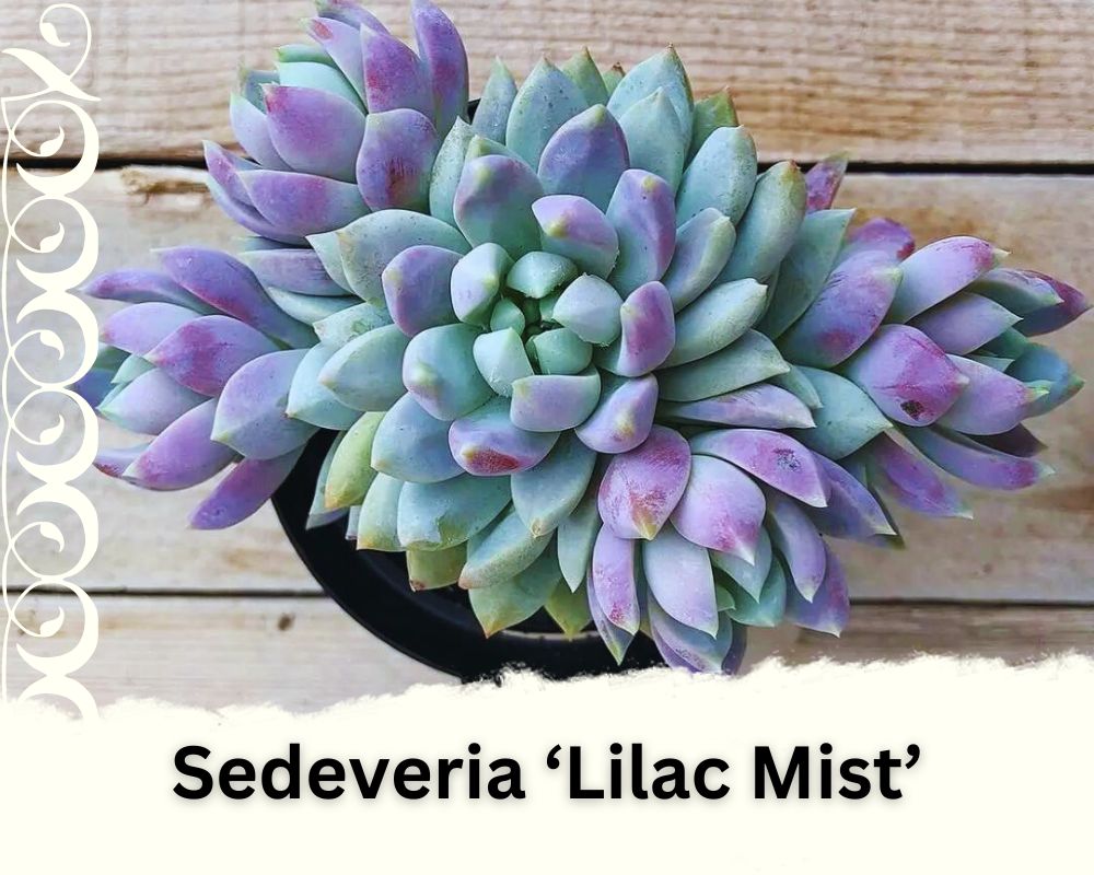 Sedeveria ‘Lilac Mist’ have green to purple leaves