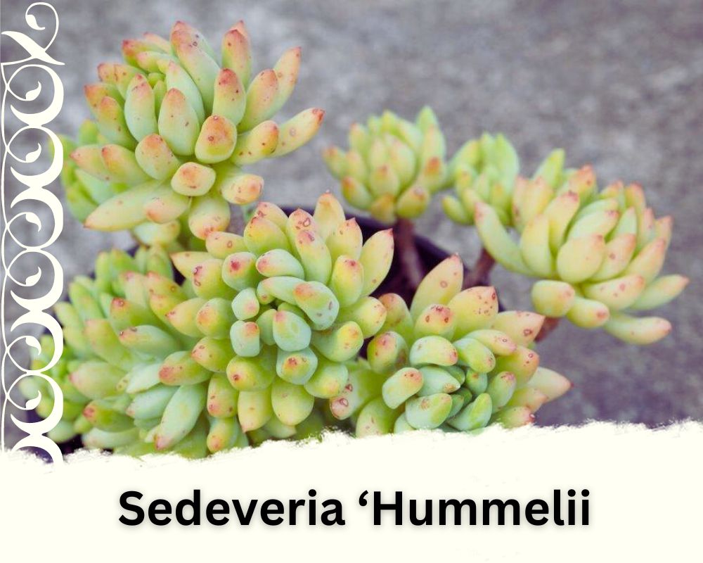 Sedeveria ‘Hummelii uis a succulent