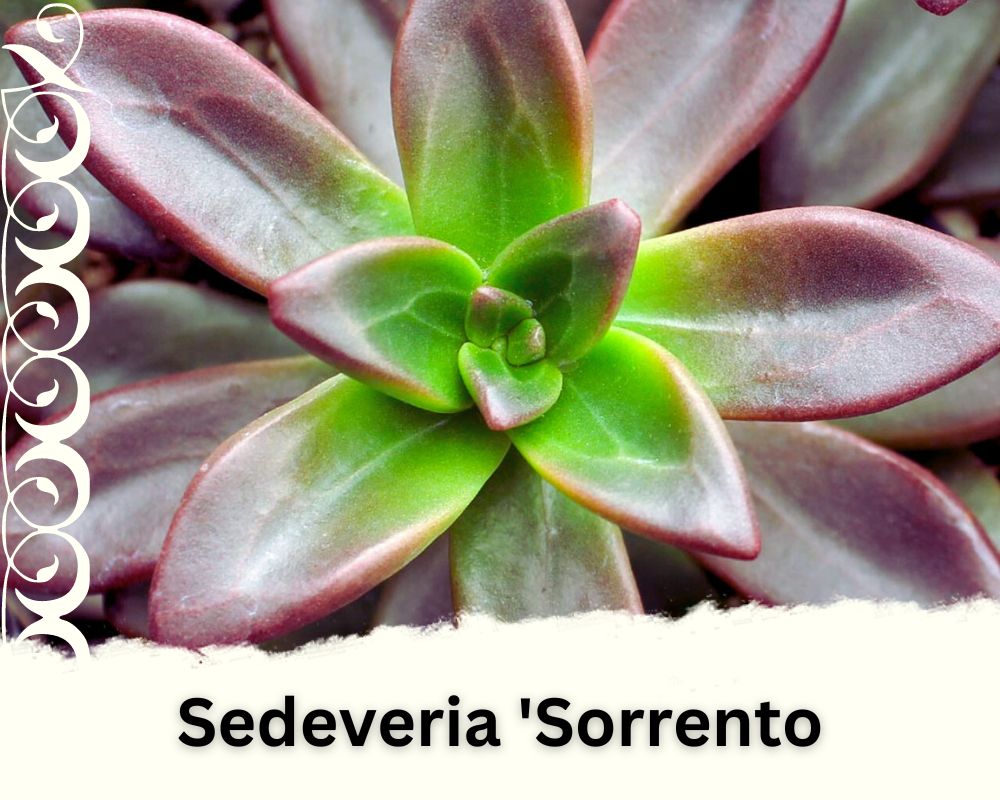 Sedeveria 'Sorrento is one of the seredevia succulent types