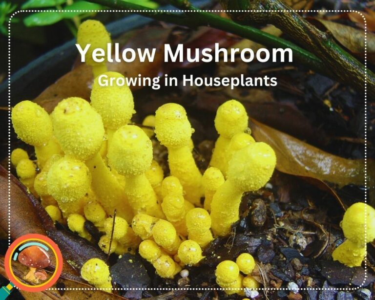 Mushroom Growing in Houseplants Detect and Get Rid of them Easily