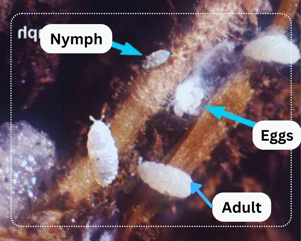 the various forms (eggs, nymph, larvae) of root mealybugs on root
