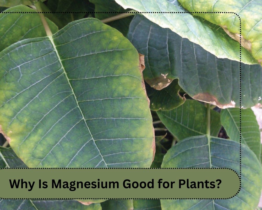 Why Is Magnesium Good for Plants?