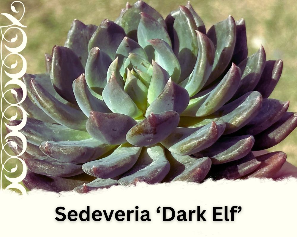 Sedeveria ‘Dark Elf’ have dark green leaves