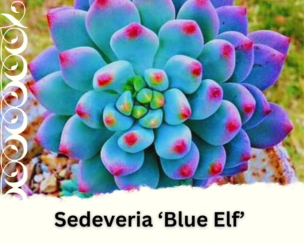 Sedeveria ‘Blue Elf’ is an eye catching succulent