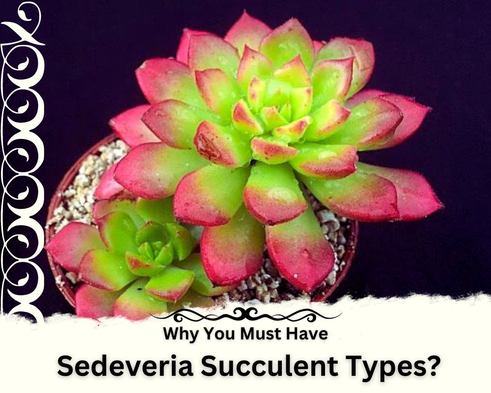 Sedeveria Succulent Types Benefits