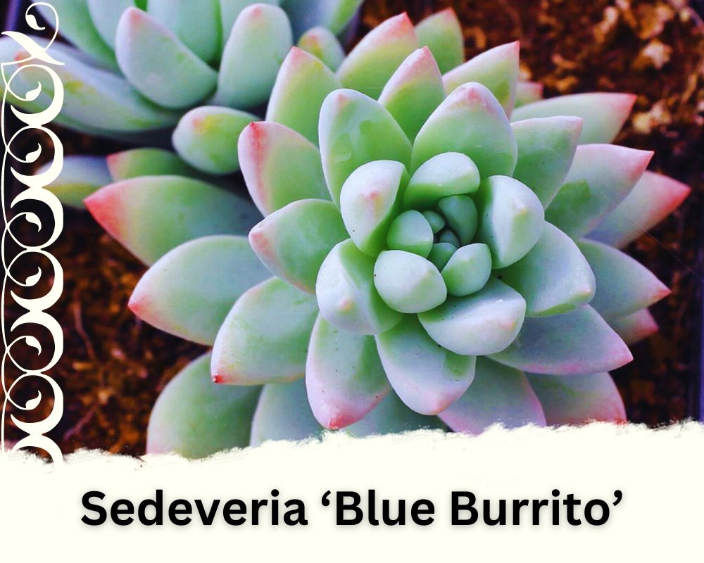Sedeveria ‘Blue Burrito’ is a trailing succulent