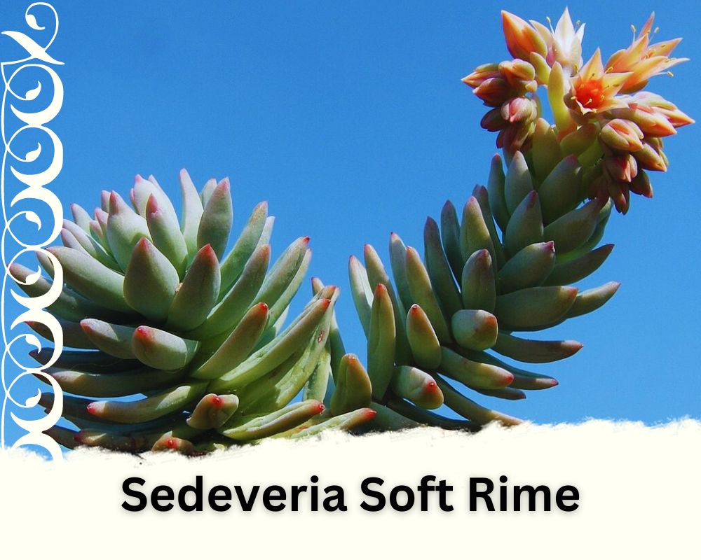 Sedeveria "Soft Rime" is a succulent