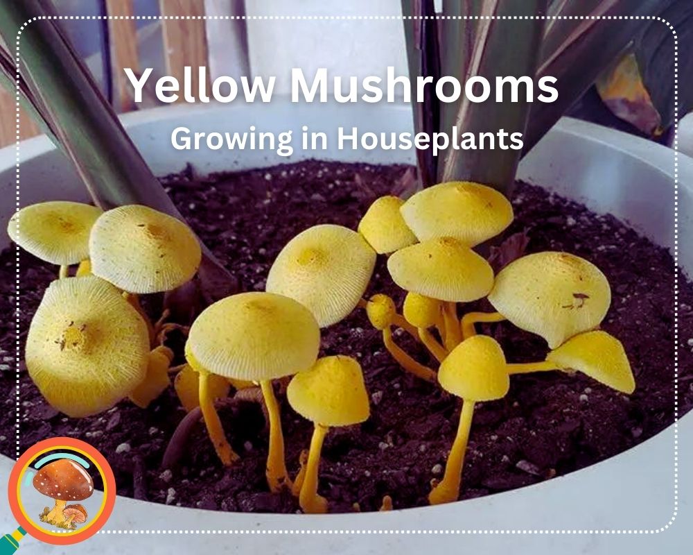 Yellow Mushroom growing in Houseplants