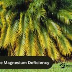 Palm Tree Magnesium Deficiency