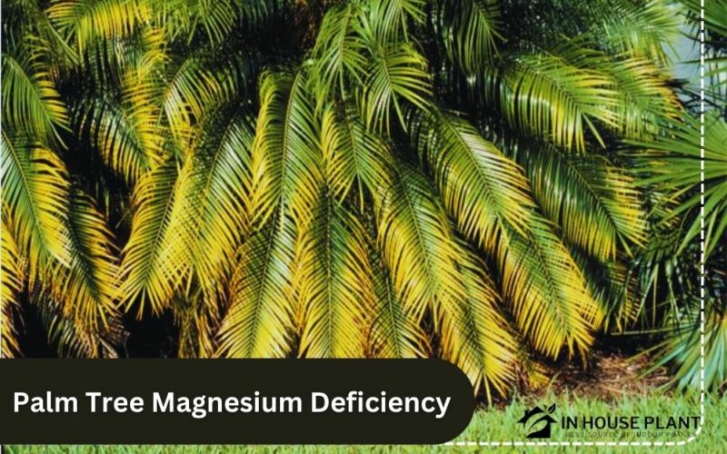 Palm Tree Magnesium Deficiency