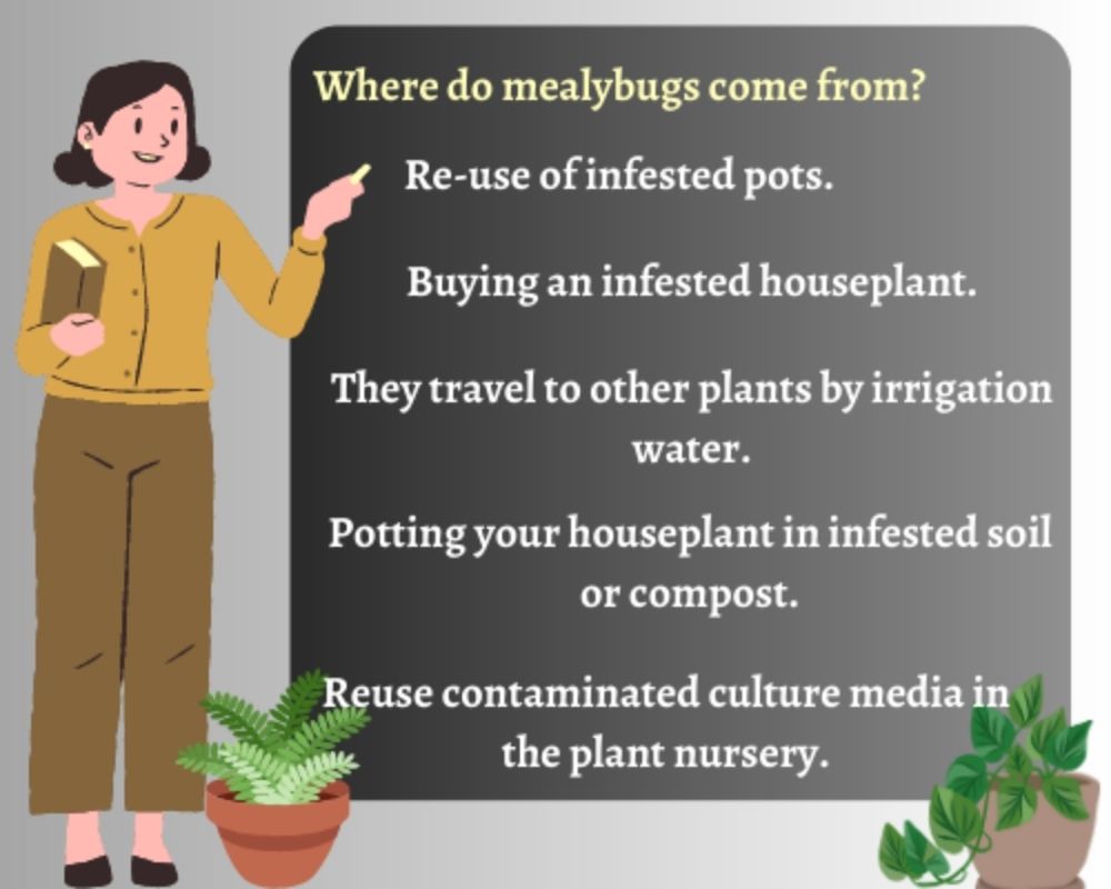 Where Do Mealybugs Come From?