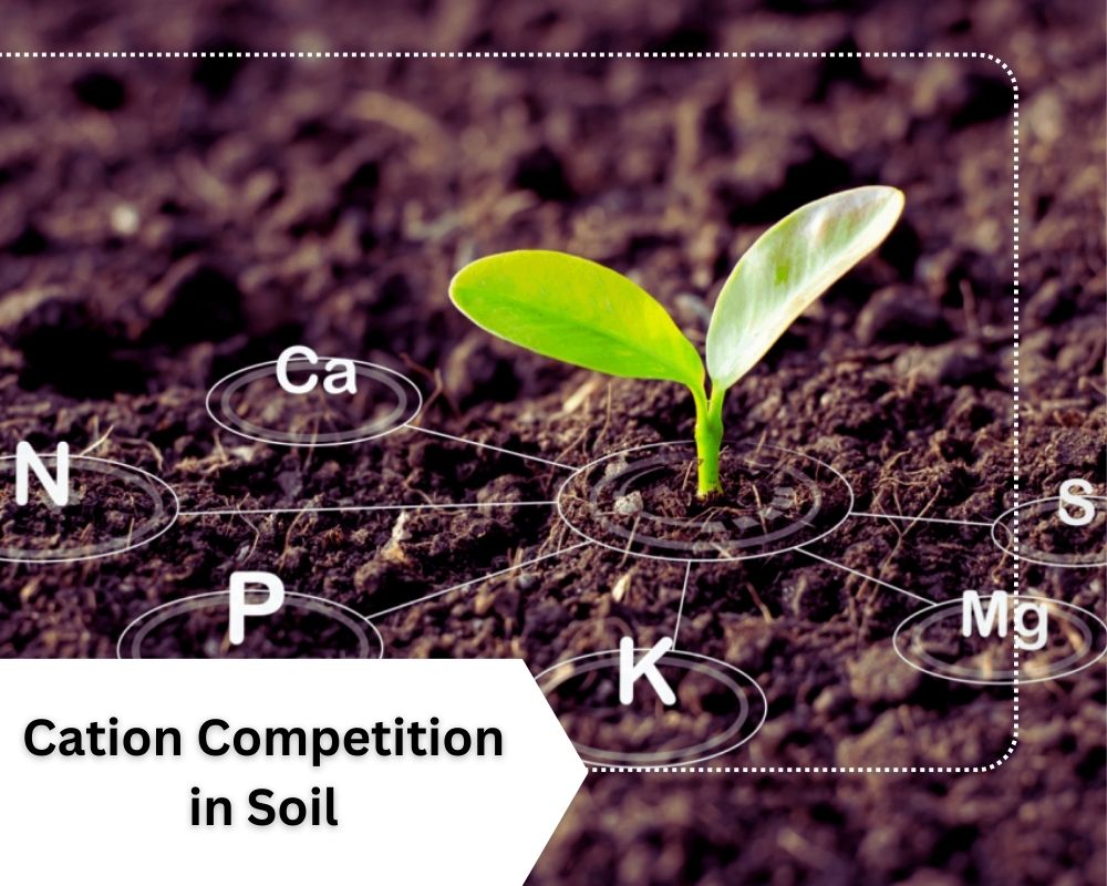Cation Competition in Soil Can Cause Magnesium Deficiency in Plants.