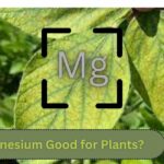 Is Magnesium Good for Plants?
