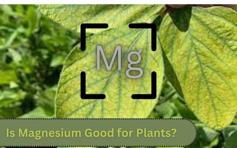 Is Magnesium Good for Plants? The Comprehensive Answer