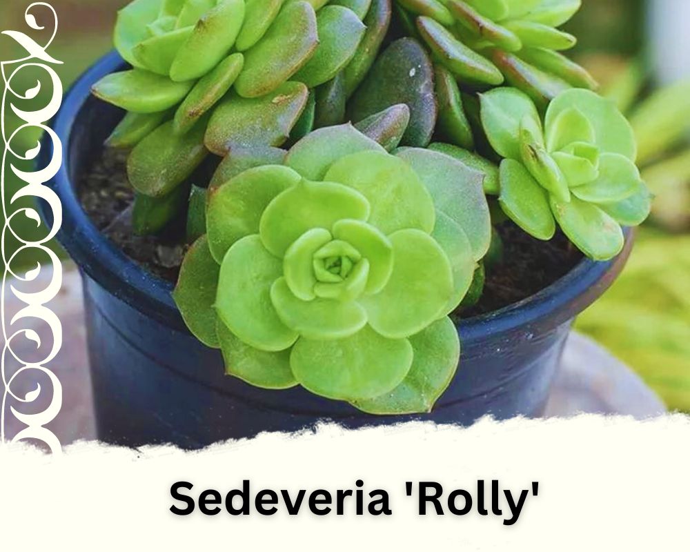 Sedeveria 'Rolly' with green rosette leaves
