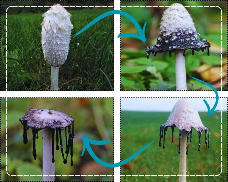 4 Black Mushrooms Growing in the Potted Plants + Images and All You ...