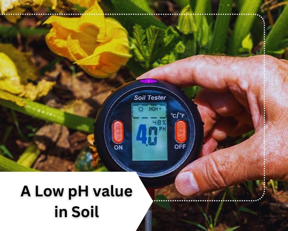 A Low pH value in Soil Can Cause Magnesium Deficiency in Plants.