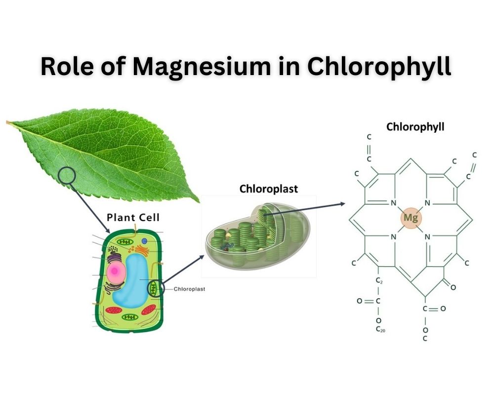 Role of Magnesium in Chlorophyll