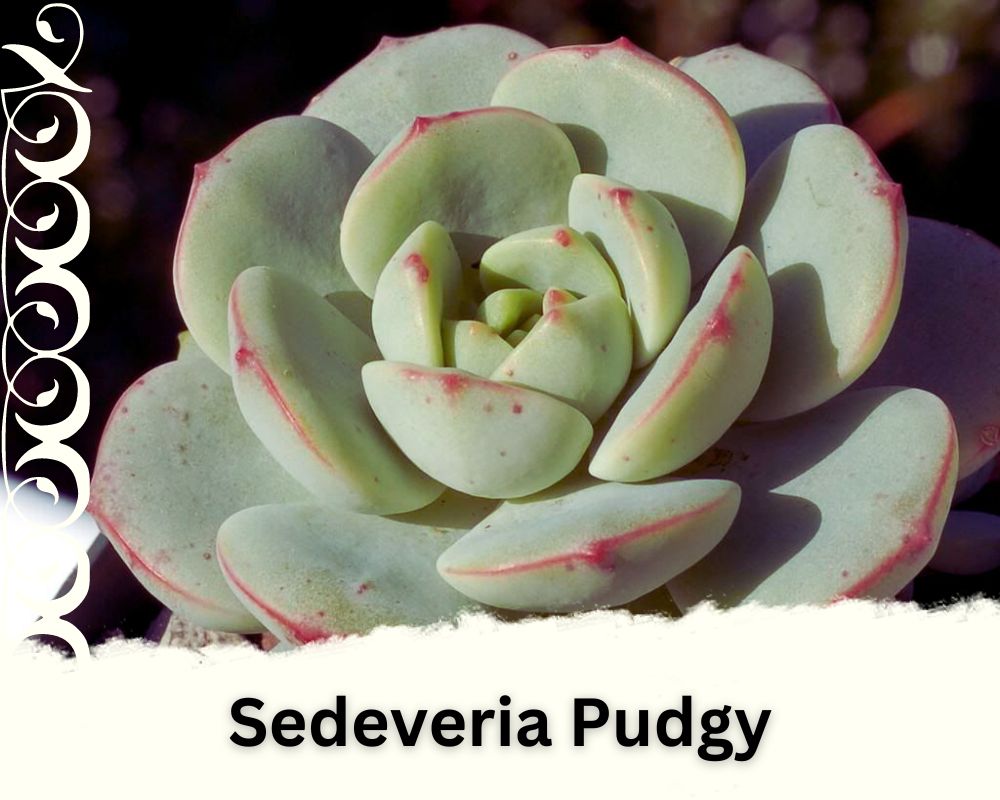 Sedeveria "Pudgy" has red tips