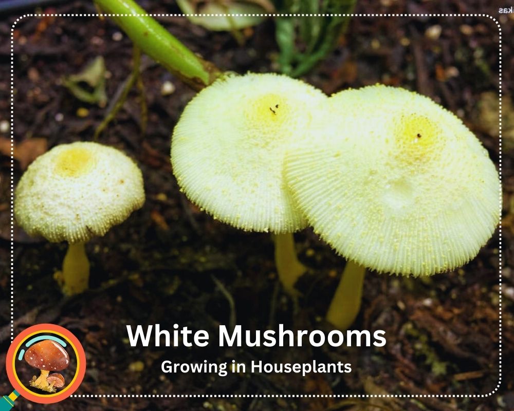 White Mushrooms growing in Houseplants