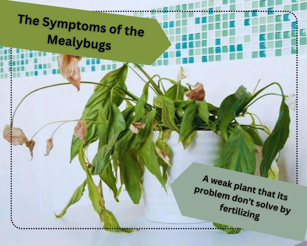 The Symptom of the Root Mealybugs Infestation in Houseplants