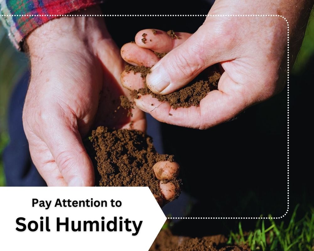 Pay Attention to Soil Humidity to Prevent Magnesium Deficiency in Plants.