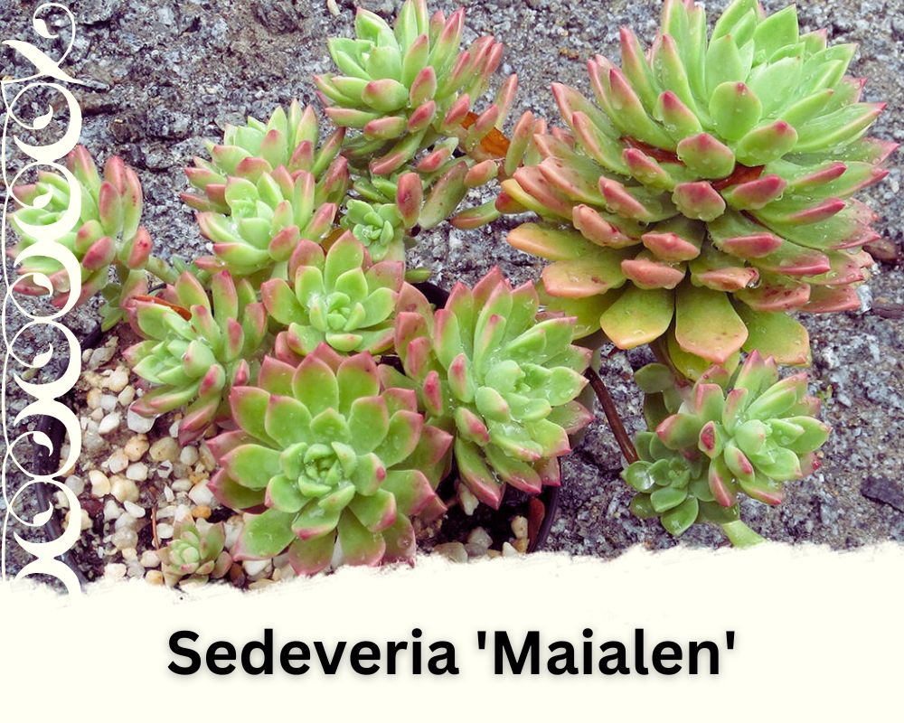 Sedeveria 'Maialen' can thrive outdoors