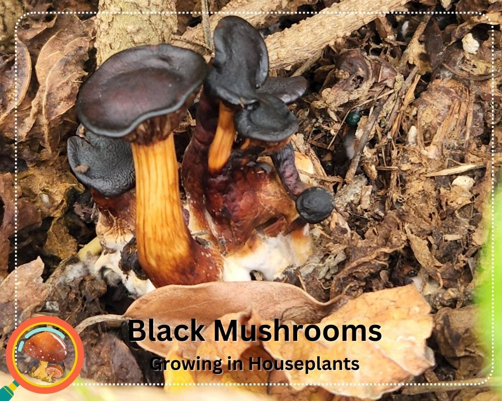 Black Mushroom Growing in the Potted Plants