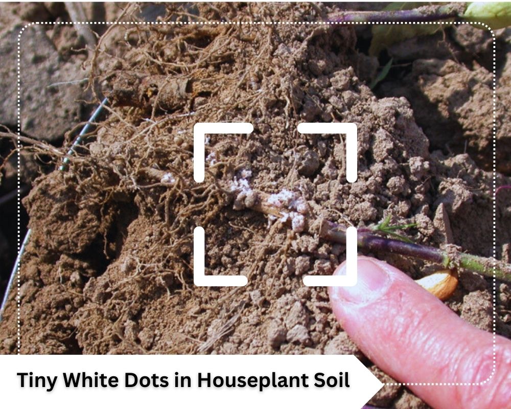 you may spot Root Mealybugs as tiny white dots in houseplant soil 