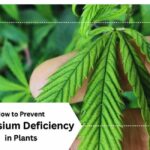 Prevent Magnesium Deficiency in Plants
