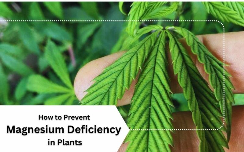 Prevent Magnesium Deficiency in Plants