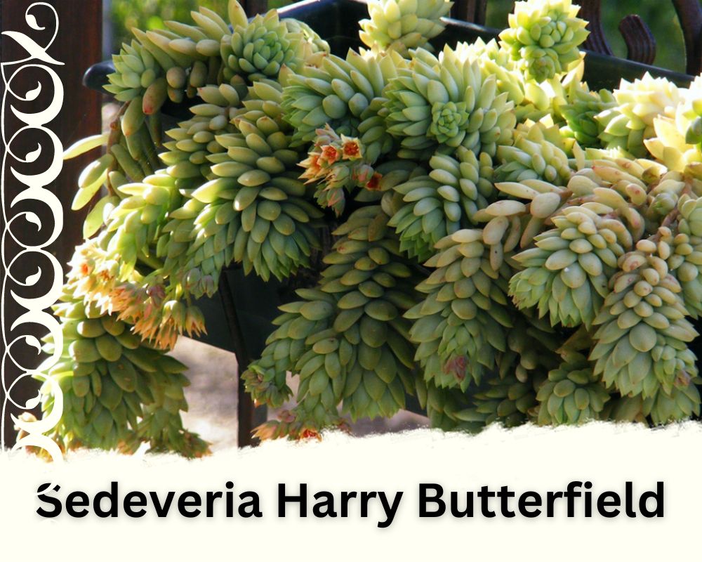 Sedeveria Harry Butterfield is a trailing succulent
