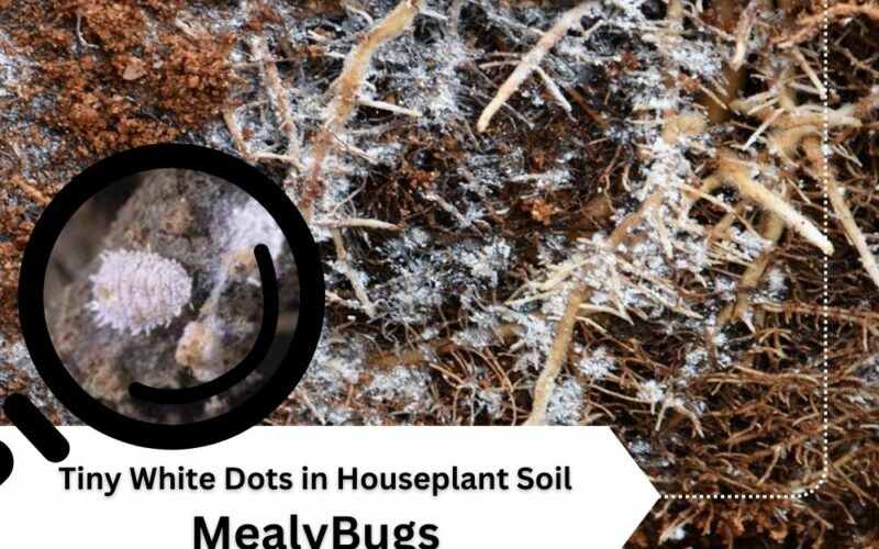 Tiny White Dots in Houseplant Soil: Root Mealybugs