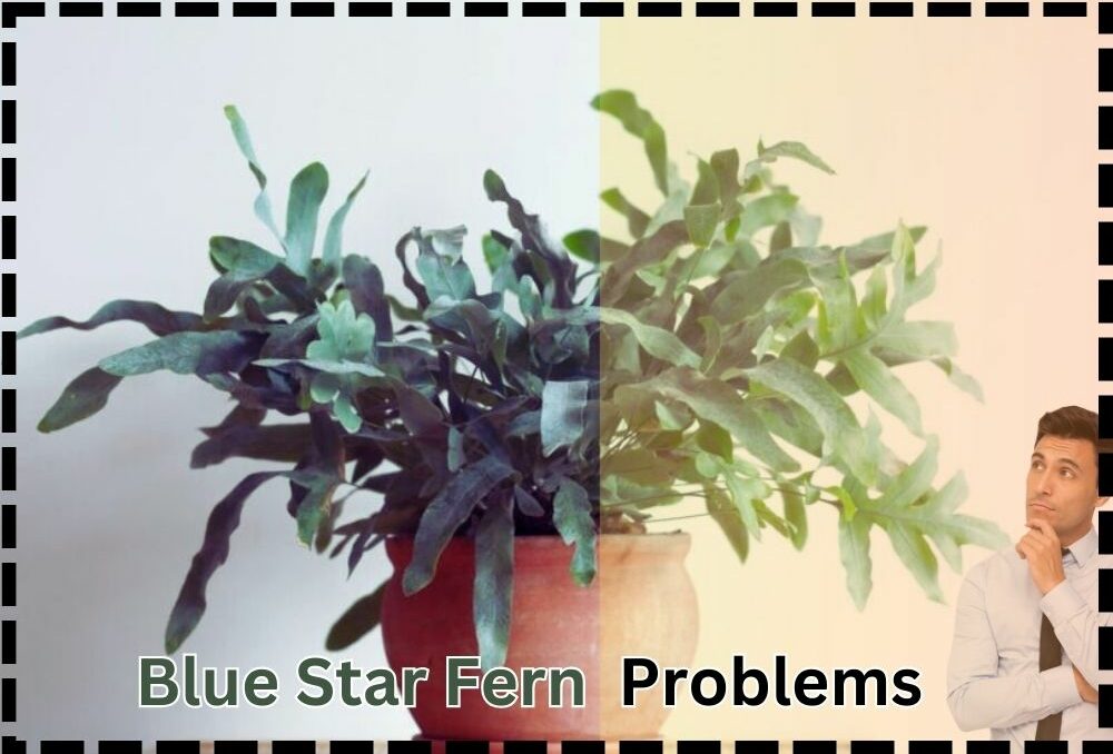 9 Common Blue Star Fern Problems: Detect by Images and Fix them