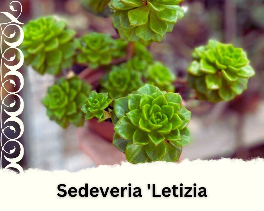 Sedeveria 'Letizia (lety's Sedeveria) is one of the serdevia succulent types