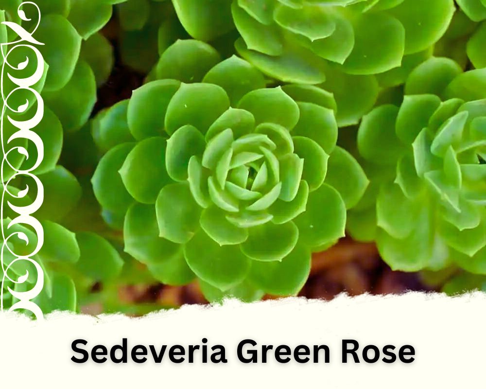 Sedeveria "Green Rose" with green leaves