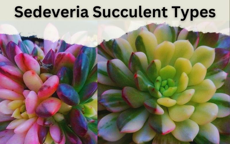 Sedeveria Succulent Types