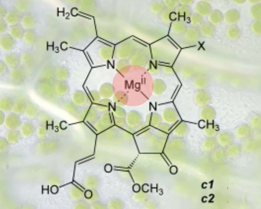 what is magnesium for plants? Mg is in the center of Chlorophyll 