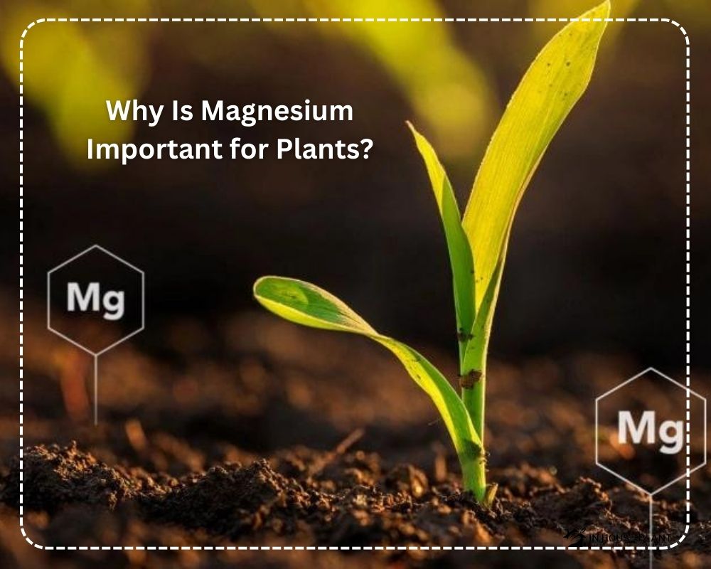 the Importance of Magnesium for Plants