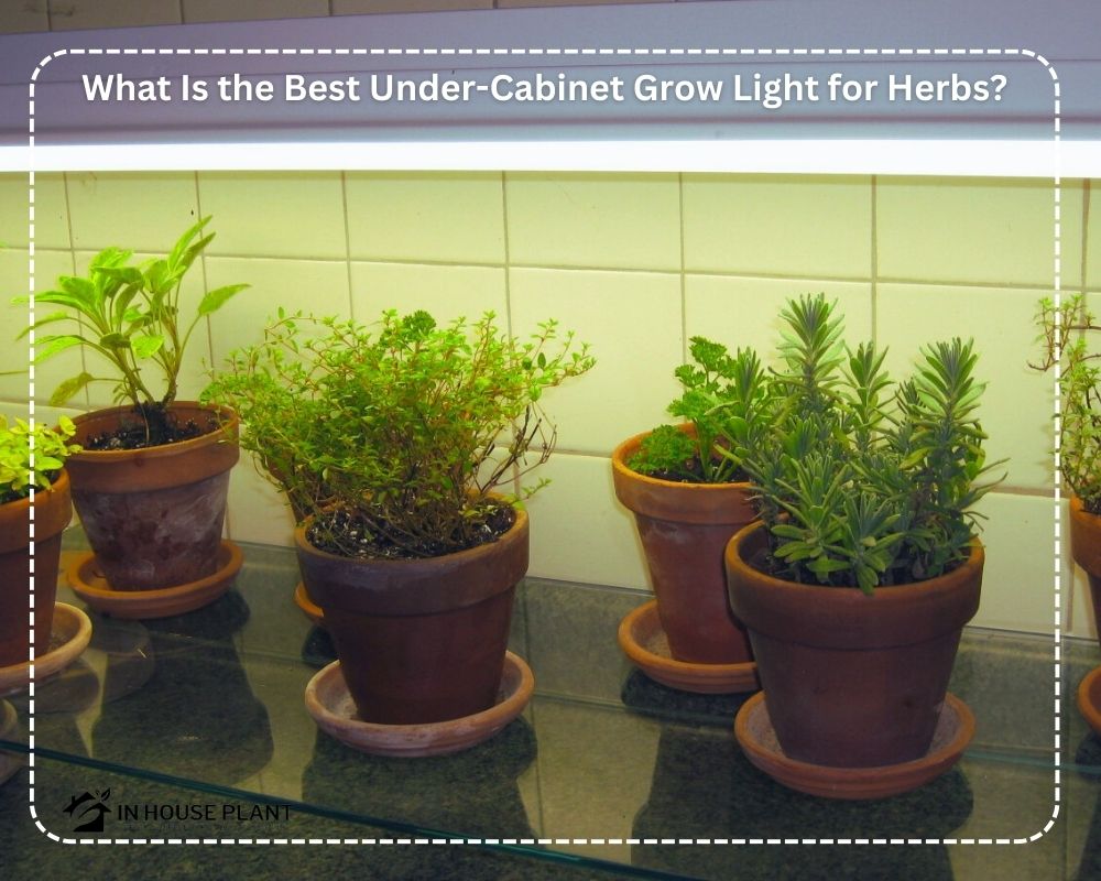 the Best Under-Cabinet Grow Light for Herbs growing in kitchen