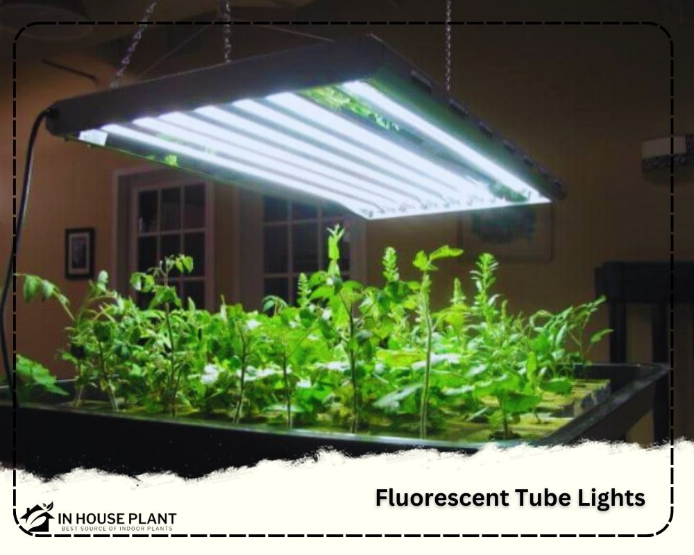 Fluorescent Tube Light can be the best cheap grow lights for seedlings