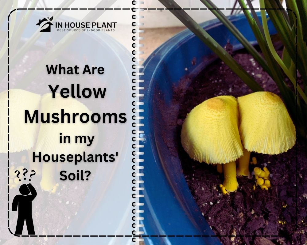 What Are Yellow Mushrooms in My Houseplants' Soil?