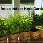 Ideas for an Indoor Herb Garden