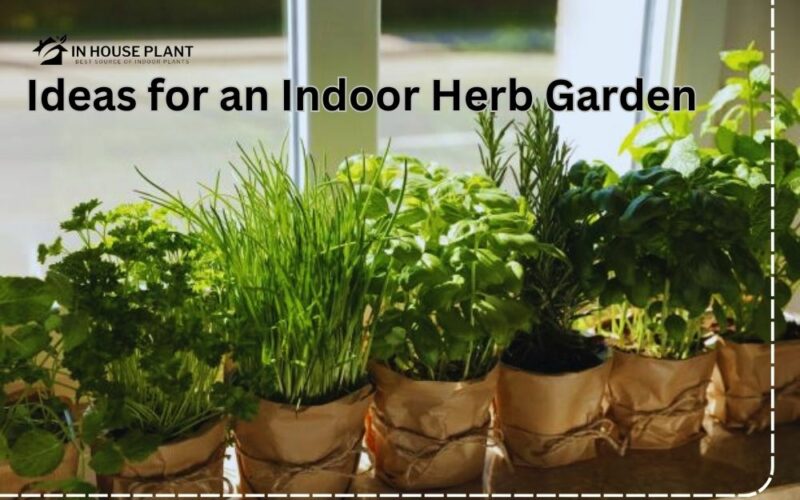 Ideas for an Indoor Herb Garden