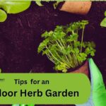 Tips for an Indoor Herb Garden
