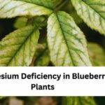 Magnesium Deficiency in Blueberry Plants