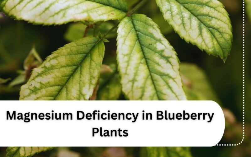 Magnesium Deficiency in Blueberry Plants and its Treatment