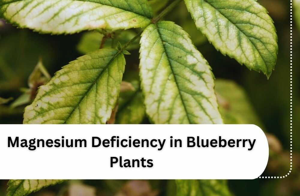 Magnesium Deficiency in Blueberry Plants and its Treatment