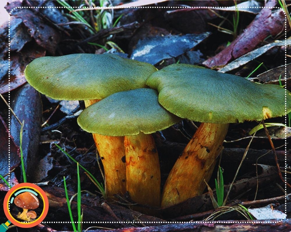 Cortinarius austrovenetus is a green mushroom