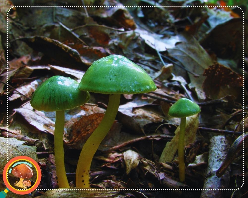 Gliophorus psittacinus is a green mushroom